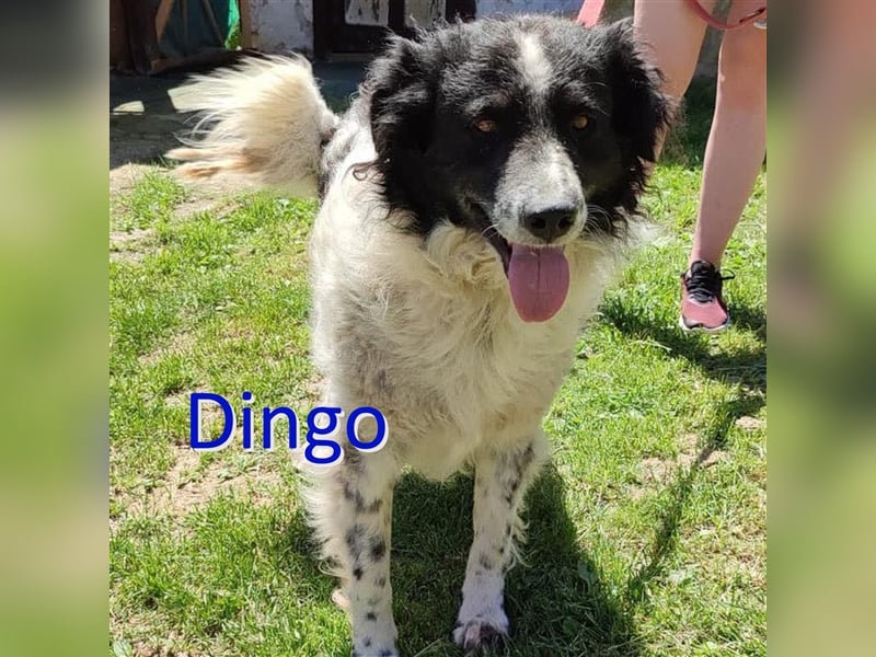 DINGO ❤ EILIG!  sucht Zuhause oder Pflegestelle