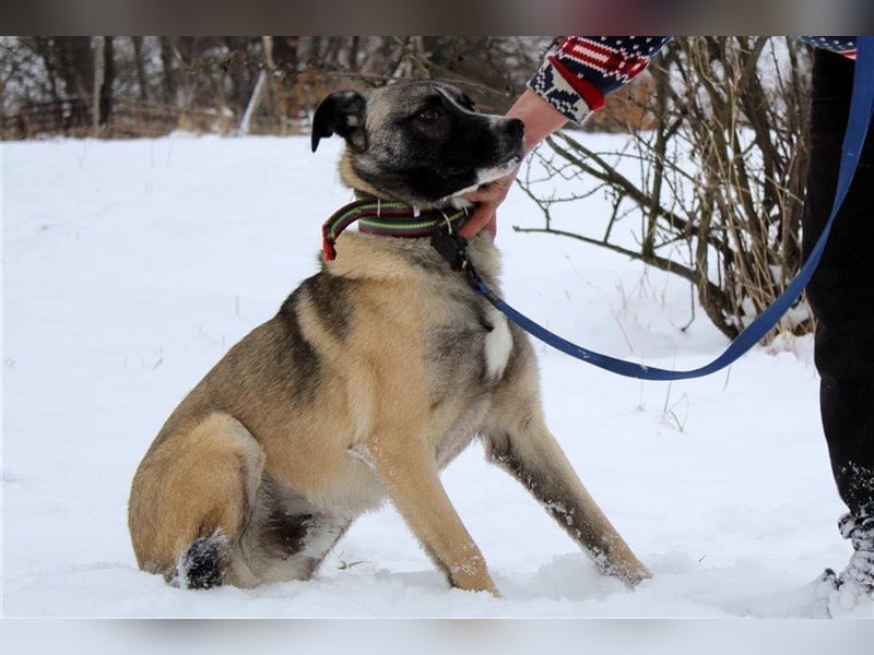 DODO ❤ EILIG!  sucht Zuhause oder Pflegestelle
