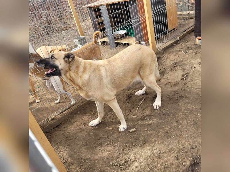 AVAYA ❤ EILIG! sucht Zuhause oder Pflegestelle