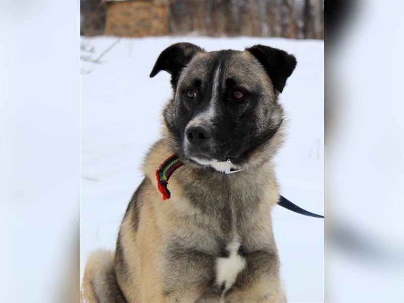 DODO ❤ EILIG!  sucht Zuhause oder Pflegestelle