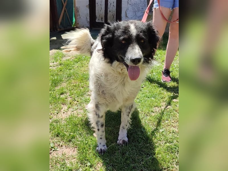 DINGO ❤ EILIG!  sucht Zuhause oder Pflegestelle