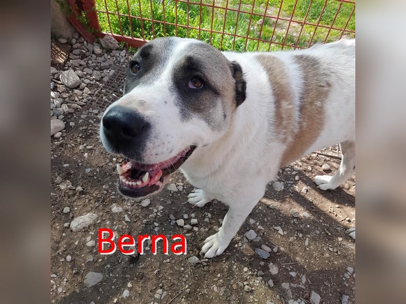 BERNA ❤ EILIG! sucht Zuhause oder Pflegestelle