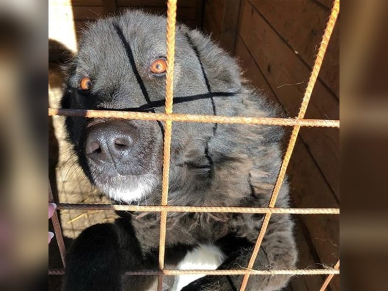 MIKA - sucht ein Zuhause