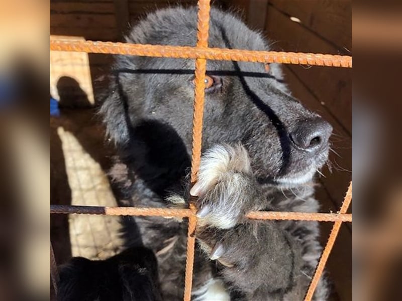 MIKA - sucht ein Zuhause