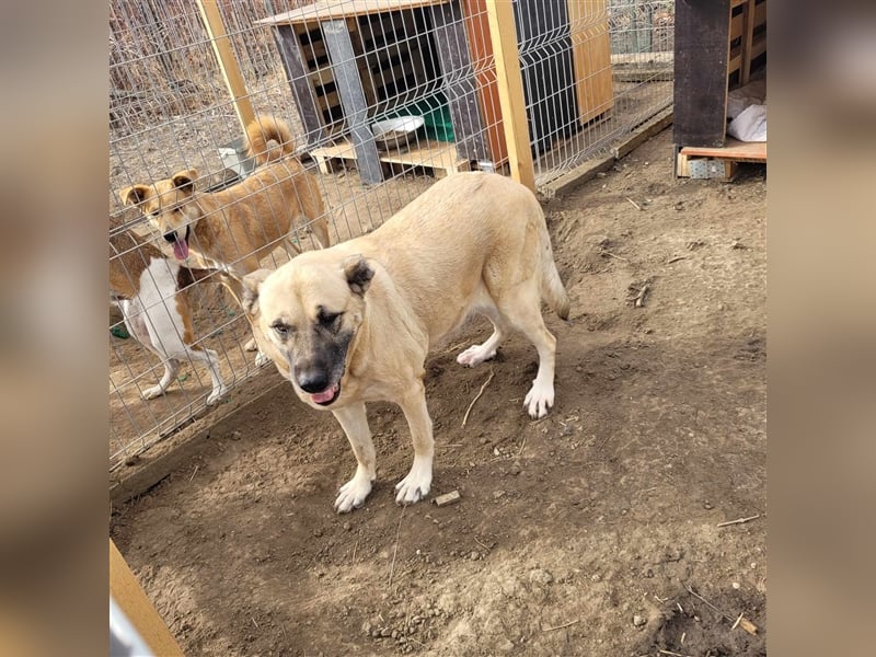 AVAYA ❤ EILIG! sucht Zuhause oder Pflegestelle