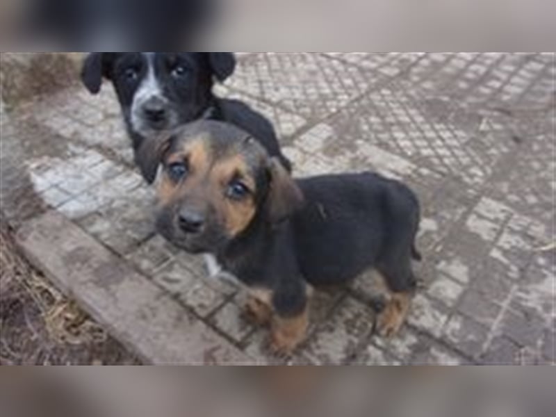 DIXON ❤  sucht Zuhause oder Pflegestelle