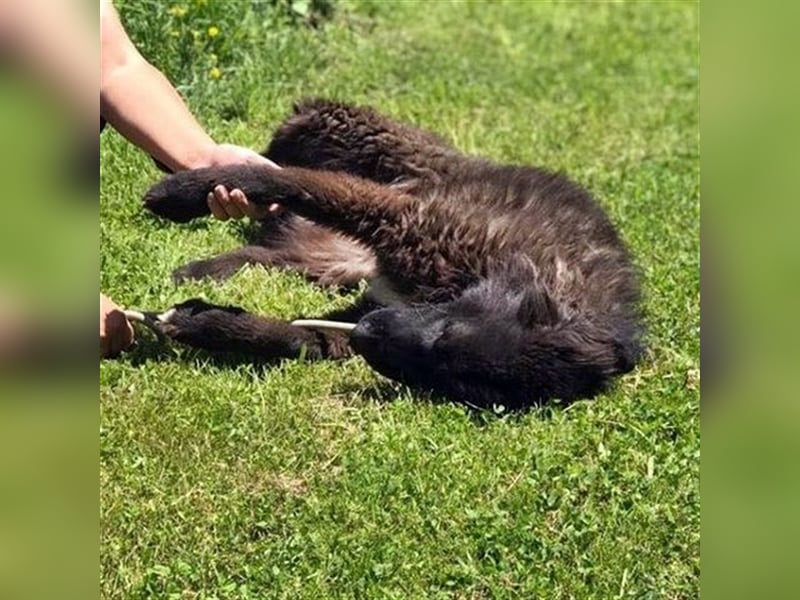 MIKA - sucht ein Zuhause