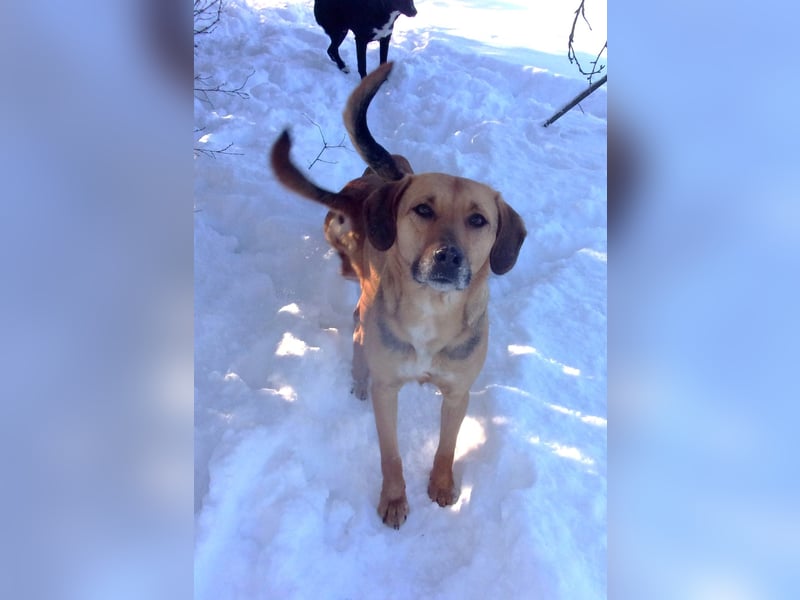 DIXON ❤  sucht Zuhause oder Pflegestelle