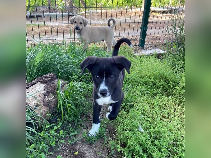 PITAR ❤ sucht Zuhause oder Pflegestelle