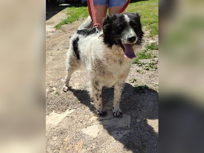 DINGO ❤ EILIG!  sucht Zuhause oder Pflegestelle