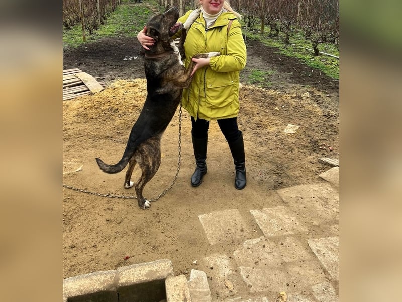 MECHO ❤ sucht Zuhause oder Pflegestelle