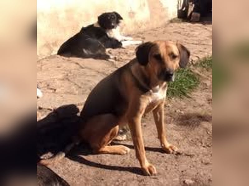 DIXON ❤  sucht Zuhause oder Pflegestelle