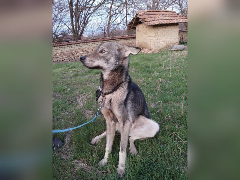 ARTO ❤ sucht Zuhause oder Pflegestelle