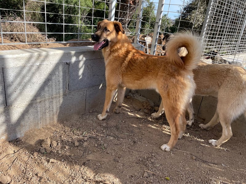 ALEX - er hat so viel Potenzial