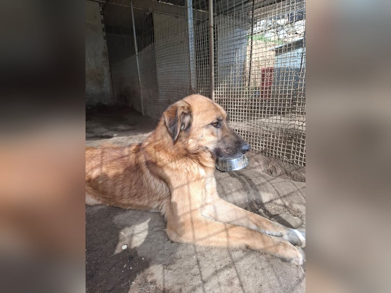 ALEX - er hat so viel Potenzial