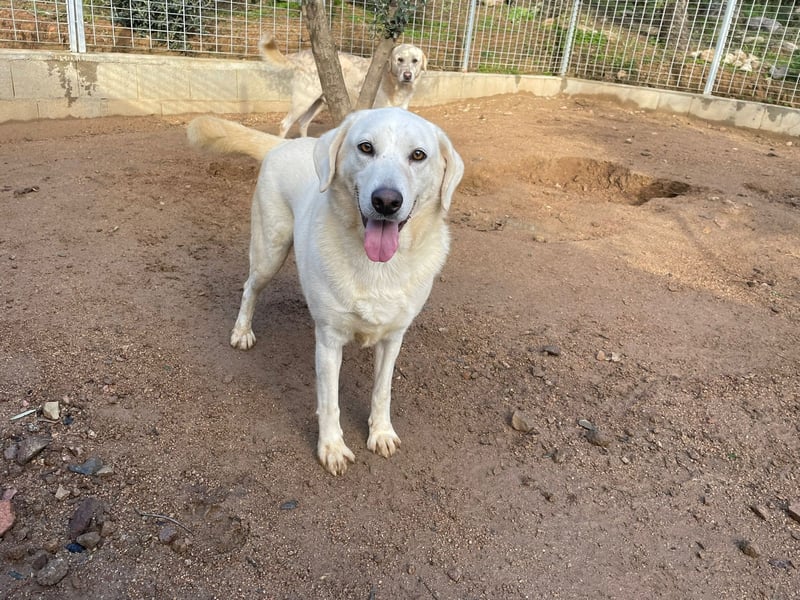 TORBATA - schön & groß