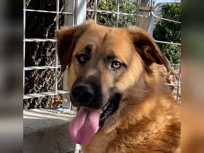 ALEX - er hat so viel Potenzial