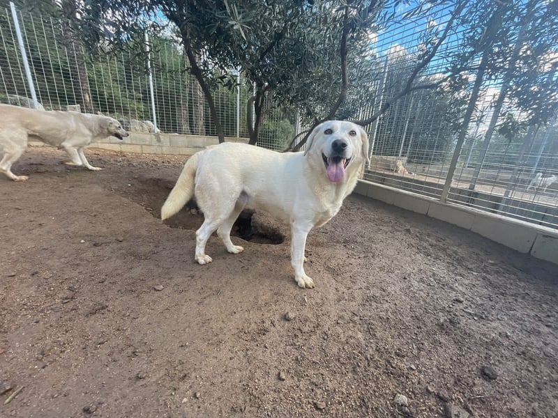 TORBATA - schön & groß