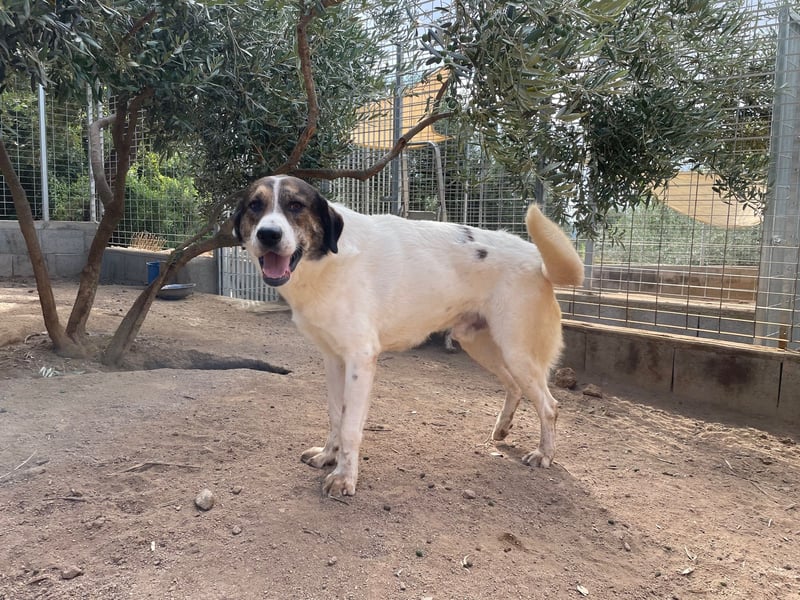 MICHELE - groß, kräftig, toll