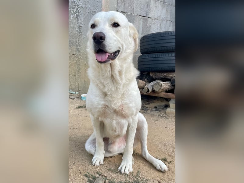 PACO - unser traumhaftes Riesenbaby