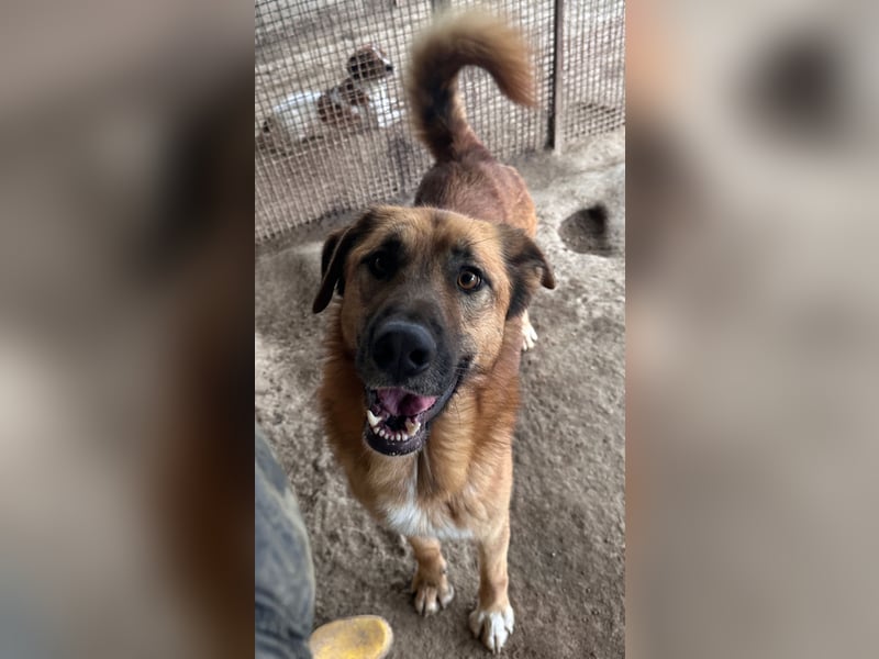 ALEX - er hat so viel Potenzial