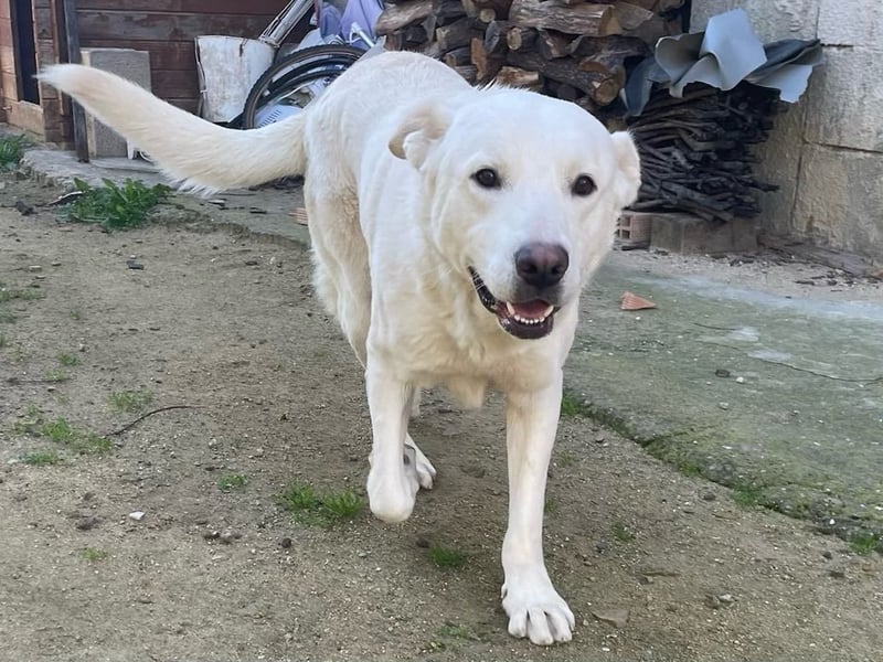 PACO - unser traumhaftes Riesenbaby