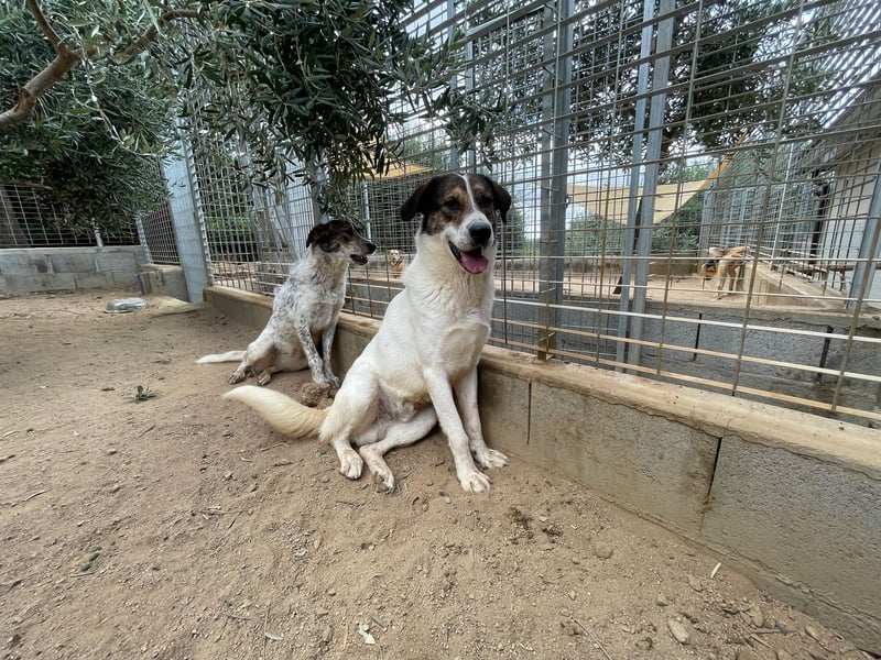 MICHELE - groß, kräftig, toll