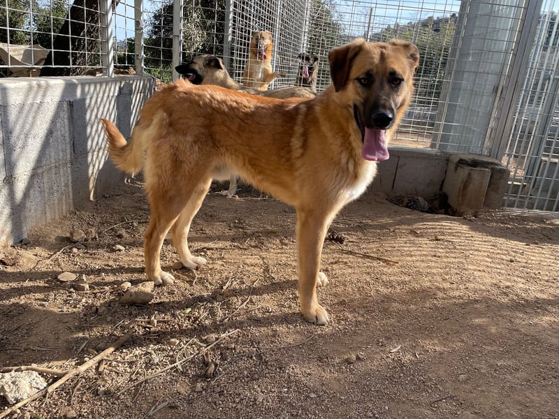 ALEX - er hat so viel Potenzial