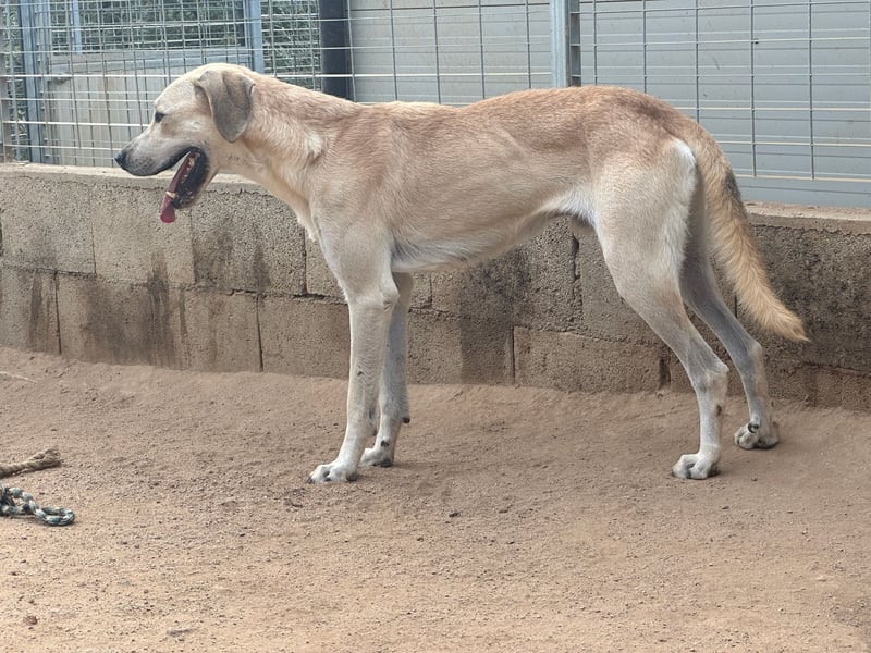 ARGO - gutmütiger & sanfter Riese