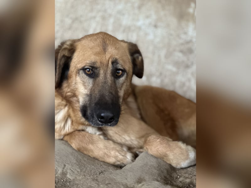 ALEX - er hat so viel Potenzial