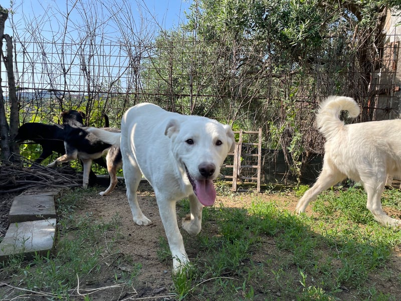 PACO - unser traumhaftes Riesenbaby