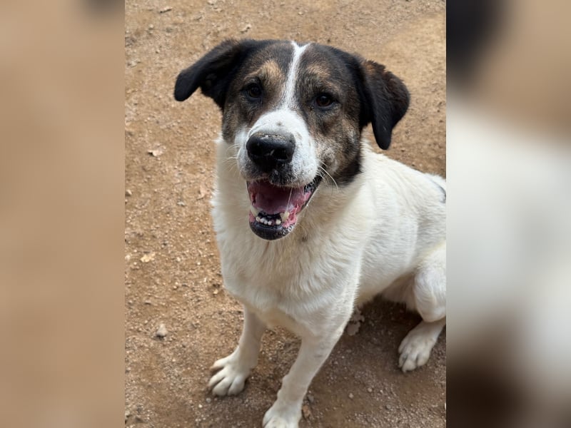 MICHELE - groß, kräftig, toll