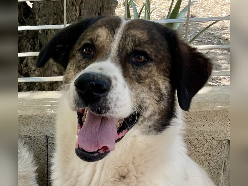 MICHELE - groß, kräftig, toll