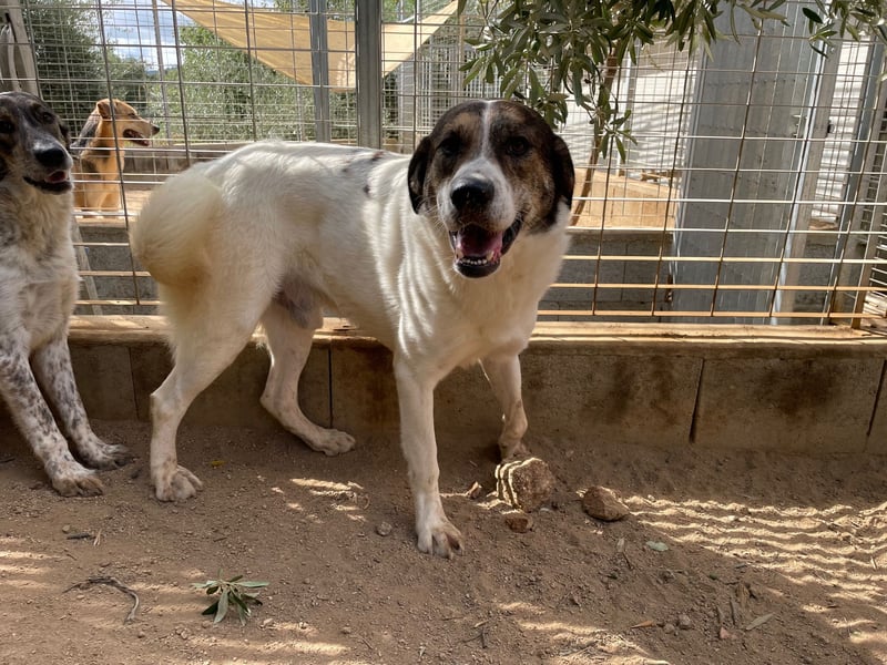 MICHELE - groß, kräftig, toll