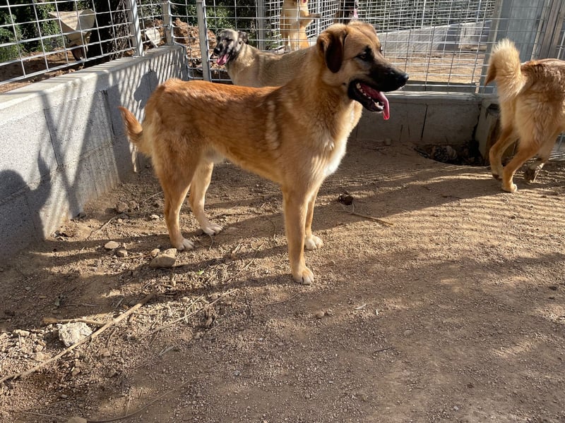 ALEX - er hat so viel Potenzial