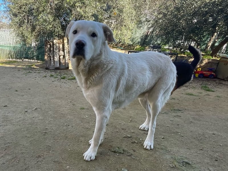 PACO - unser traumhaftes Riesenbaby