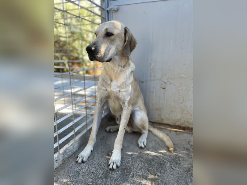 ARGO - gutmütiger & sanfter Riese