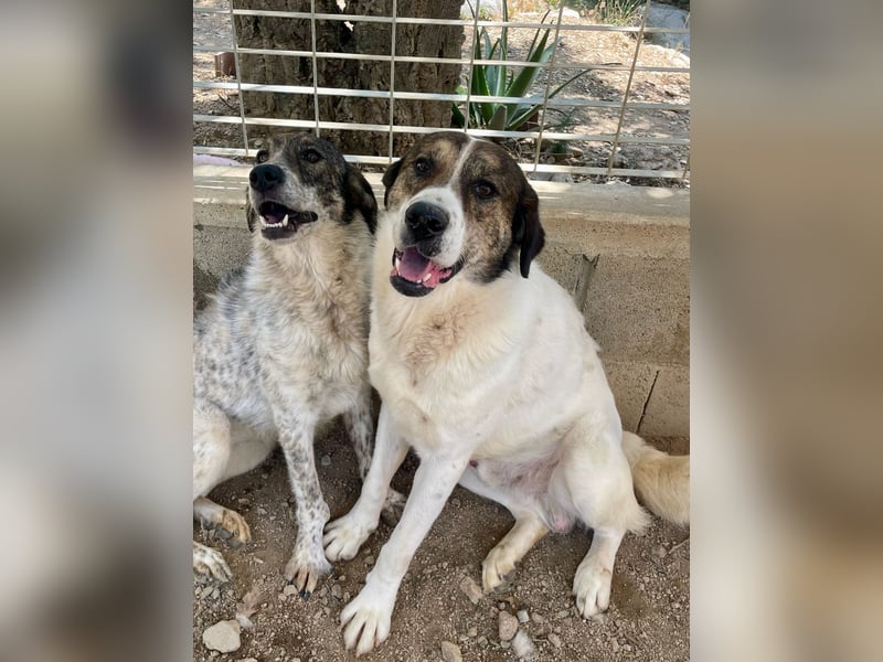 MICHELE - groß, kräftig, toll