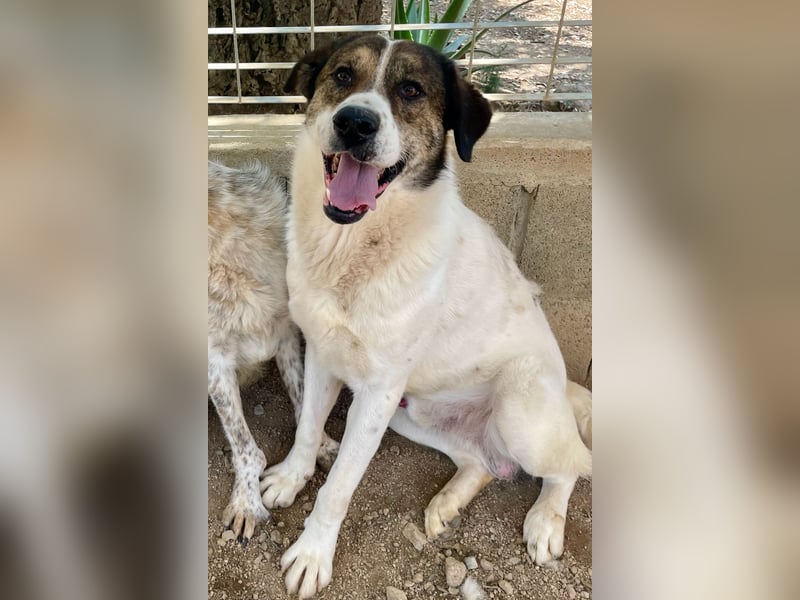 MICHELE - groß, kräftig, toll