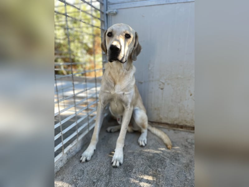 ARGO - gutmütiger & sanfter Riese