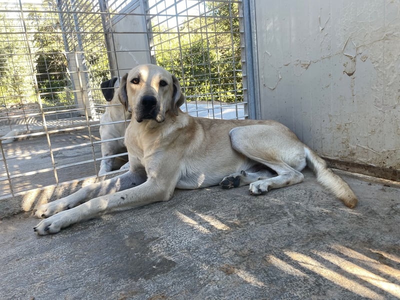 ARGO - gutmütiger & sanfter Riese