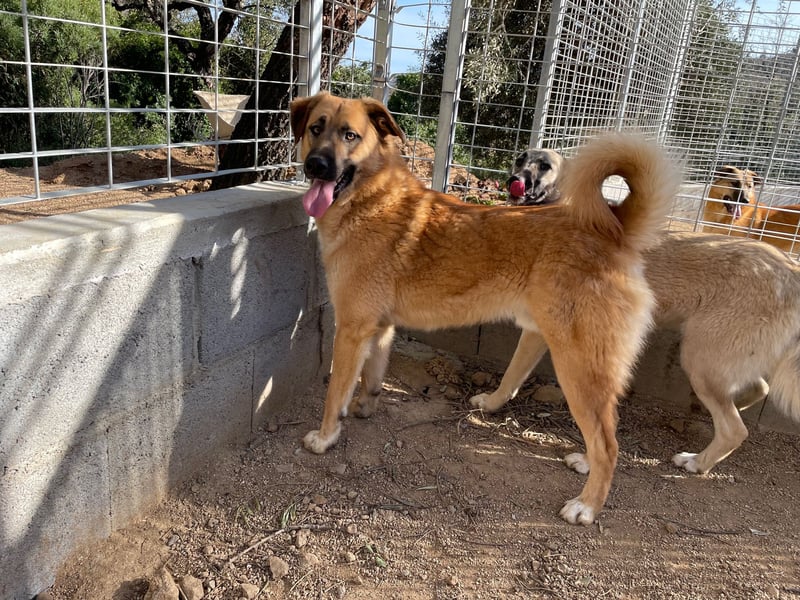 ALEX - er hat so viel Potenzial