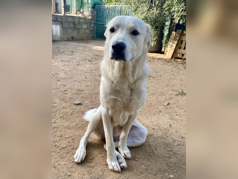 PACO - unser traumhaftes Riesenbaby