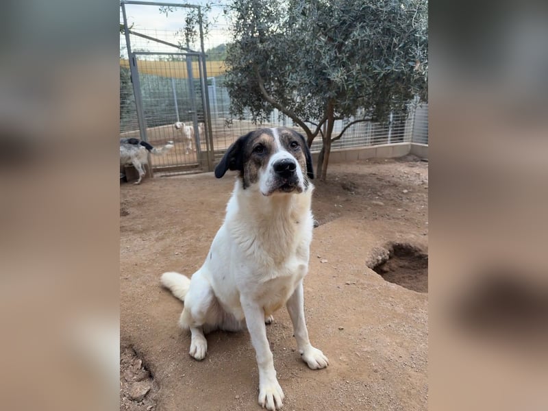 MICHELE - groß, kräftig, toll