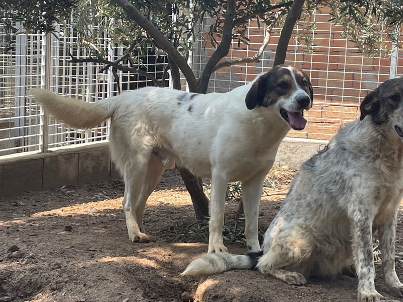 MICHELE - groß, kräftig, toll