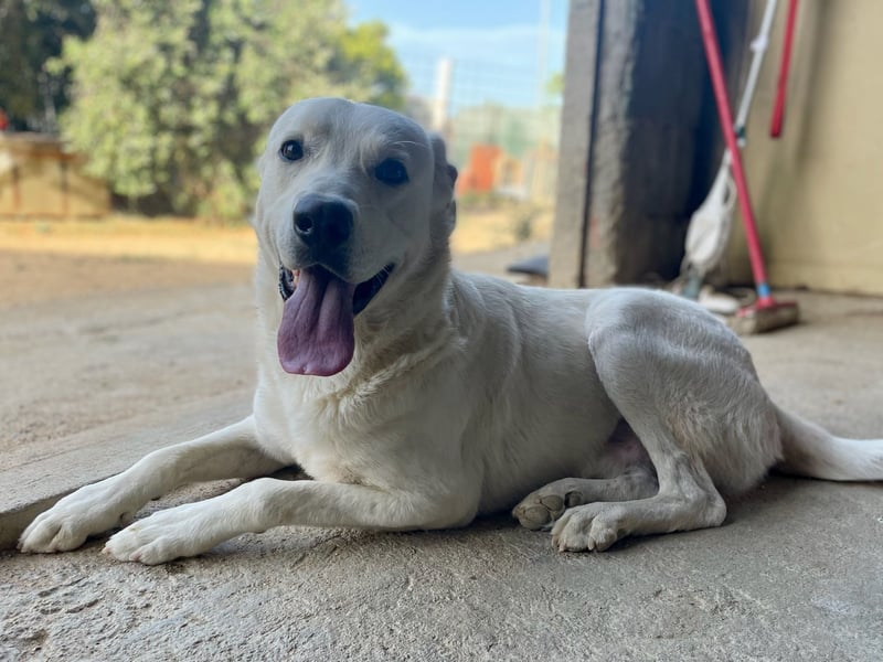 PACO - unser traumhaftes Riesenbaby