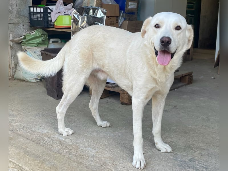 PACO - unser traumhaftes Riesenbaby