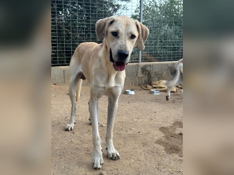 ARGO - gutmütiger & sanfter Riese