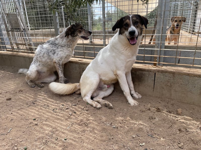 MICHELE - groß, kräftig, toll