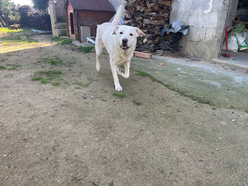 PACO - unser traumhaftes Riesenbaby